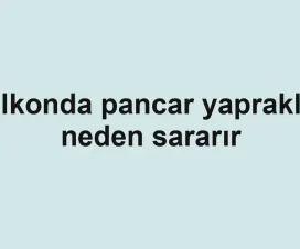 Balkonda pancar yaprakları neden sararır