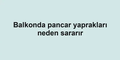 Balkonda pancar yaprakları neden sararır