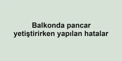 Balkonda pancar yetiştirirken yapılan hatalar
