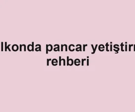 Balkonda pancar yetiştirme rehberi