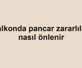Balkonda pancar zararlıları nasıl önlenir