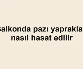 Balkonda pazı yaprakları nasıl hasat edilir