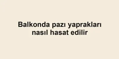Balkonda pazı yaprakları nasıl hasat edilir