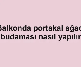 Balkonda portakal ağacı budaması nasıl yapılır