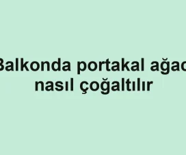 Balkonda portakal ağacı nasıl çoğaltılır
