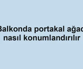 Balkonda portakal ağacı nasıl konumlandırılır