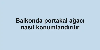 Balkonda portakal ağacı nasıl konumlandırılır