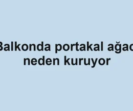 Balkonda portakal ağacı neden kuruyor