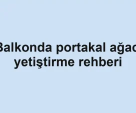 Balkonda portakal ağacı yetiştirme rehberi