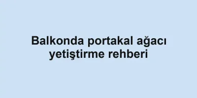 Balkonda portakal ağacı yetiştirme rehberi