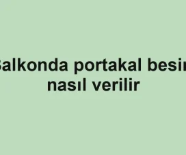 Balkonda portakal besini nasıl verilir