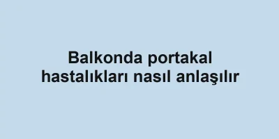 Balkonda portakal hastalıkları nasıl anlaşılır