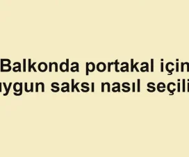 Balkonda portakal için uygun saksı nasıl seçilir