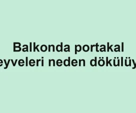 Balkonda portakal meyveleri neden dökülüyor