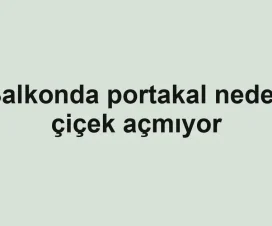 Balkonda portakal neden çiçek açmıyor