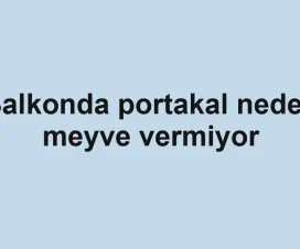 Balkonda portakal neden meyve vermiyor