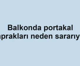Balkonda portakal yaprakları neden sararıyor
