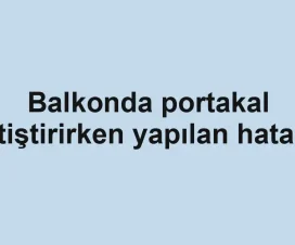 Balkonda portakal yetiştirirken yapılan hatalar