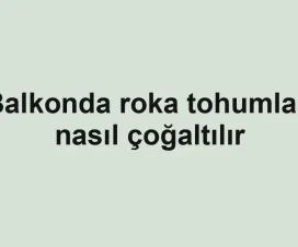 Balkonda roka tohumları nasıl çoğaltılır