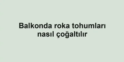 Balkonda roka tohumları nasıl çoğaltılır