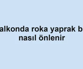 Balkonda roka yaprak biti nasıl önlenir