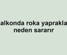 Balkonda roka yaprakları neden sararır