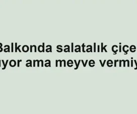 Balkonda salatalık çiçek açıyor ama meyve vermiyor