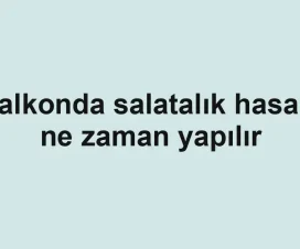 Balkonda salatalık hasadı ne zaman yapılır