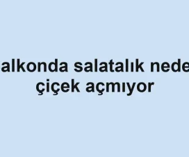 Balkonda salatalık neden çiçek açmıyor