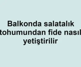 Balkonda salatalık tohumundan fide nasıl yetiştirilir