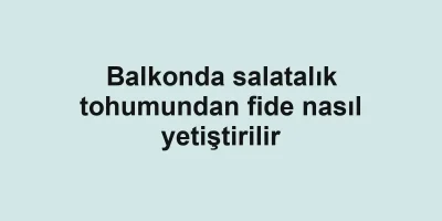 Balkonda salatalık tohumundan fide nasıl yetiştirilir