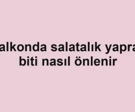 Balkonda salatalık yaprak biti nasıl önlenir