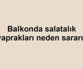 Balkonda salatalık yaprakları neden sararır