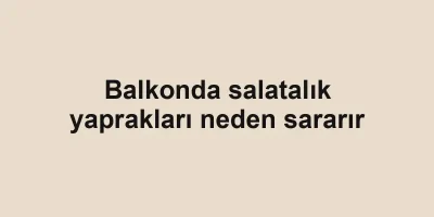 Balkonda salatalık yaprakları neden sararır