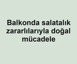 Balkonda salatalık zararlılarıyla doğal mücadele