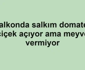 Balkonda salkım domates çiçek açıyor ama meyve vermiyor