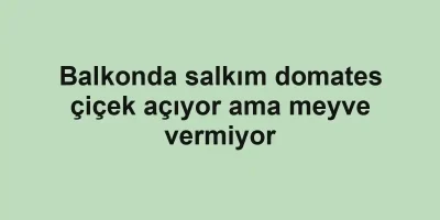 Balkonda salkım domates çiçek açıyor ama meyve vermiyor