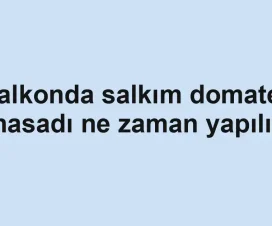 Balkonda salkım domates hasadı ne zaman yapılır