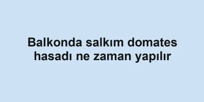 Balkonda salkım domates hasadı ne zaman yapılır