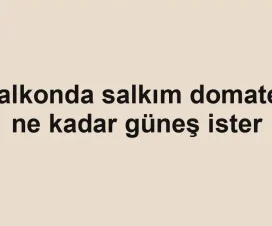 Balkonda salkım domates ne kadar güneş ister