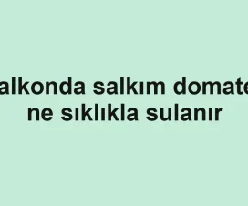 Balkonda salkım domates ne sıklıkla sulanır
