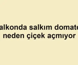 Balkonda salkım domates neden çiçek açmıyor