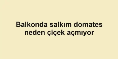 Balkonda salkım domates neden çiçek açmıyor