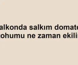 Balkonda salkım domates tohumu ne zaman ekilir