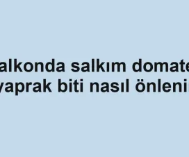 Balkonda salkım domates yaprak biti nasıl önlenir