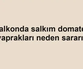 Balkonda salkım domates yaprakları neden sararır