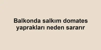 Balkonda salkım domates yaprakları neden sararır