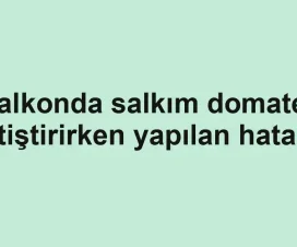 Balkonda salkım domates yetiştirirken yapılan hatalar