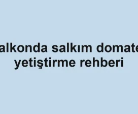 Balkonda salkım domates yetiştirme rehberi
