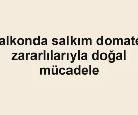 Balkonda salkım domates zararlılarıyla doğal mücadele